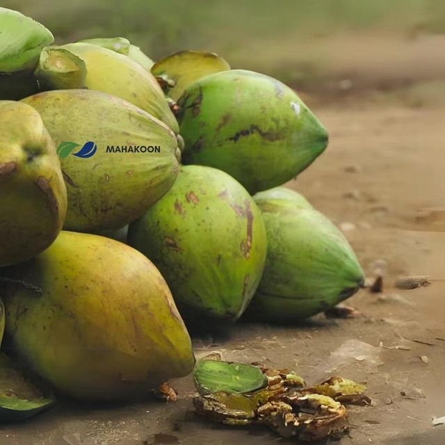 Fresh Coconut Nam Hom from Thailand with GI certified and Organics  - Image 3