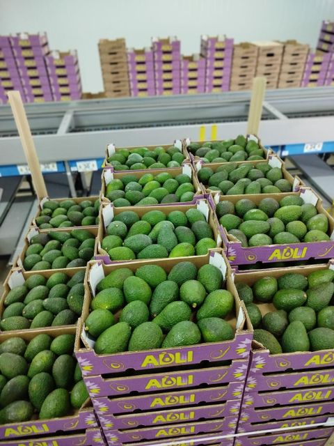 Fresh Hass Avocado / Avocados 4.5kg box – product photo 2, product detail gallery