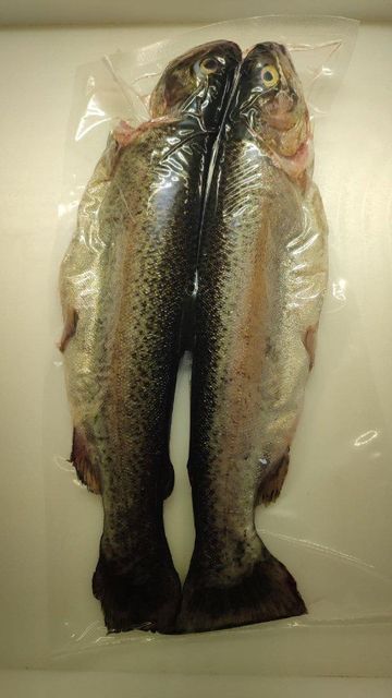 Trout Weight 2 To 2.5 Kg Form Fresh And Frozen Flavor Rich In Flavor Standard European Standards Sustainability Sustainably Sourced - Image 3