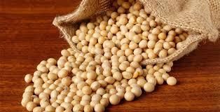 SOYBEAN - Image 2