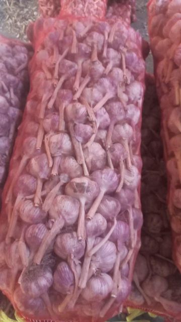 Garlic violet / red garlic  - Image 3