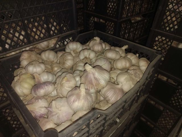 Dried Garlic Form Dried Organic No Variety red Origin Uzbekistan Delivery Form Bag Peel Status Peeled Color Violet, Red, White - Image 3