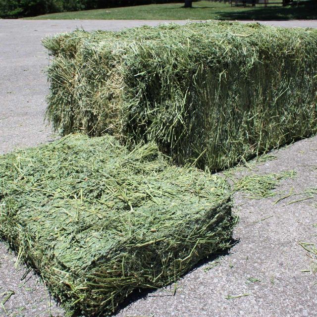 Alfalfa Hay for international buyers premium hay bales for livestock feeding and agricultural trade markets - Image 3