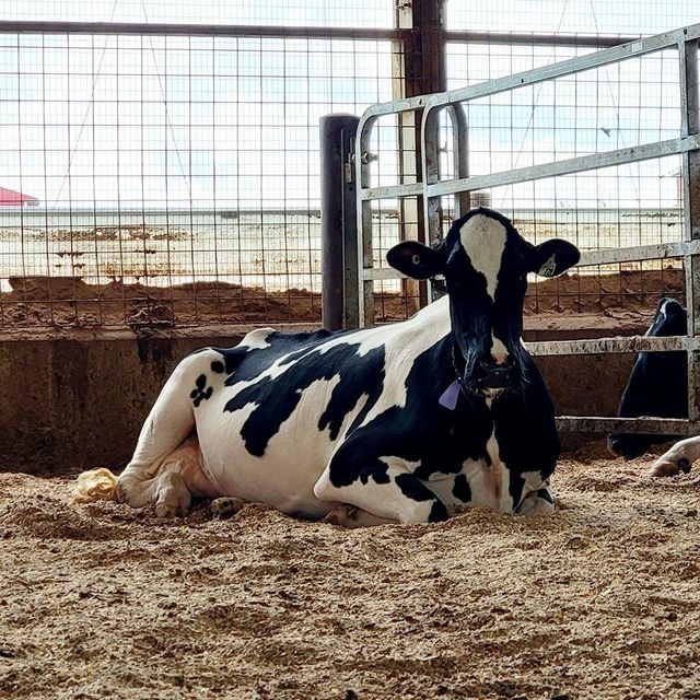 Affordable Live Holstein Cows Premium Dairy Cattle High Milk Production Easy to Handle for Farms and Export - Image 1