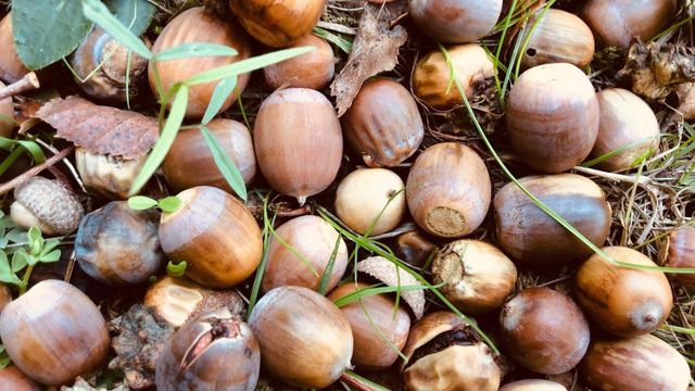 Fresh Acorns Whole Seeds Natural Forest Product Rich In Fiber Smooth Texture Ideal For Traditional Food Use Animal Feed And Bulk Supply Buy Now Fast Delivery Premium Quality Wholesale – product photo 4, product detail gallery