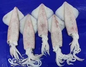FROZEN BABY SQUID (Uroteuthis duvaucelii) – product photo 1, product detail gallery
