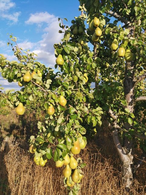 Fresh Pear Novembra/Xenia Flavor Sweet Texture Crisp Type Fresh Fruit Skin Quality Smooth Packaging Wood Boxes Harvest Time Peak Ripeness - Image 4