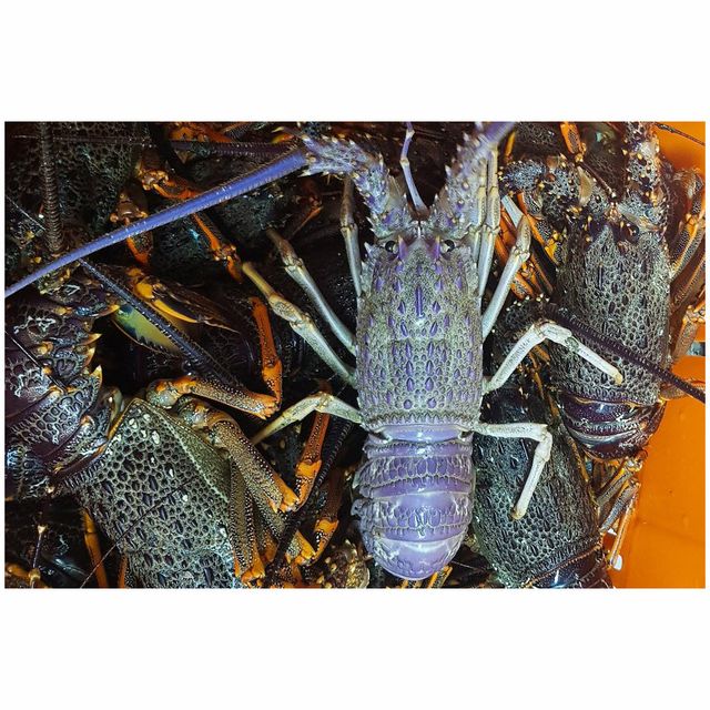 Crayfish/Crawfish / Lobster Crawfish Style Fresh Type Lobster Weight (kg) 5 Packaging Bulk Content LOBSTERS Variety - Image 4