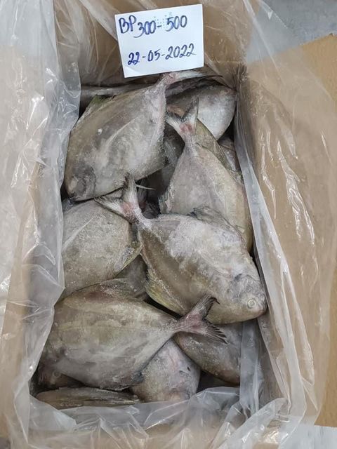 Frozen Seafood IQF Whole Round Black Pomfret Fish For Whole Sale - Image 6