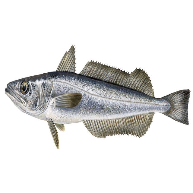 Frozen Hake Fish Superior Seafood Product Offering Uniform Fillet Structure Fresh Ocean Flavor And Reliable Supply Support - Image 1