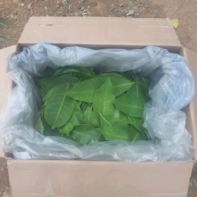 Bay leaves Quality Natural Place of Origin - Image 2