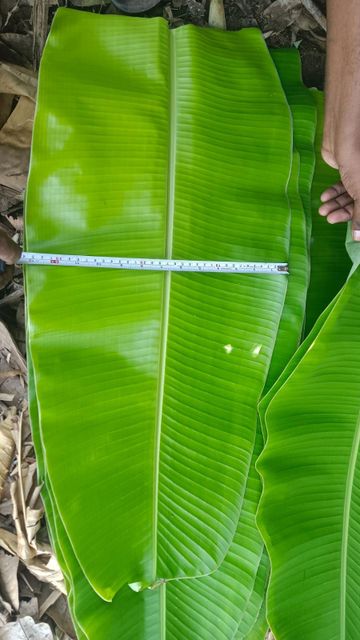 Fresh Banana Leaves Delivery Form Bag Freshness Level Fresh - Image 3