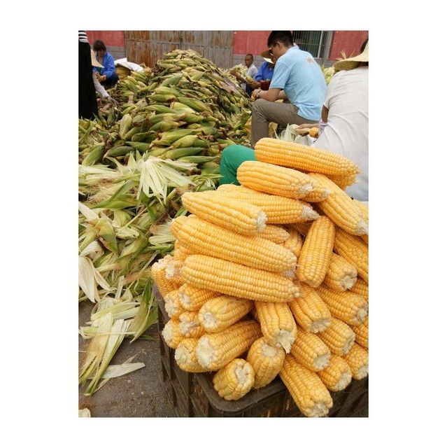 Reliable yellow corn supplied for export and wide scale bulk distribution - Image 3