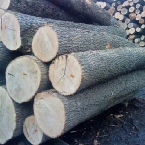 Wholesale Custom Teak Wood Logs Pine and Red hard wood/Hot Sales eucalyptus wood log with cheap price for World market - Image 4