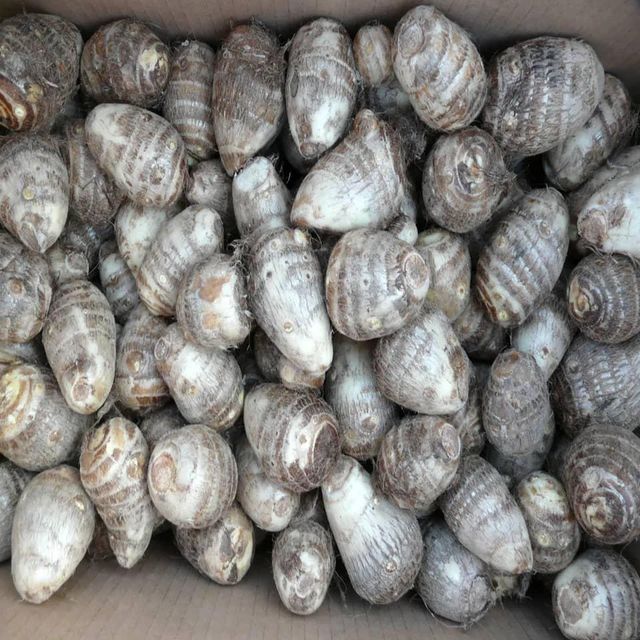 New Crop Fresh Taro Factory Price Hot Sale Fresh Taro From China Farm Cheap Price/Wholesale fresh taro export fresh packed taro +255787979235 - Image 5