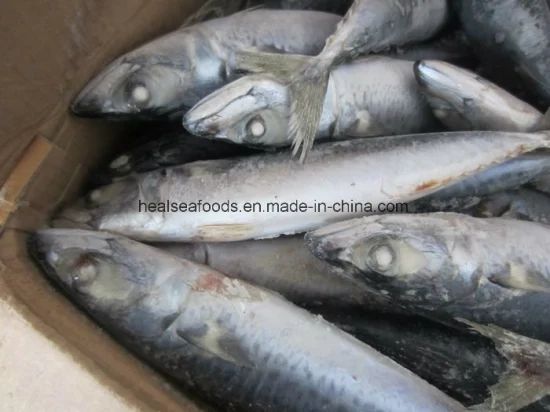 Frozen Chub Mackerel /Pacific Mackerel Resource Wild G.W. 10kgs/CTN N.W. 9.5kgs/CTN HS Code 03035400 Trademark healsea Model NO. - Image 1