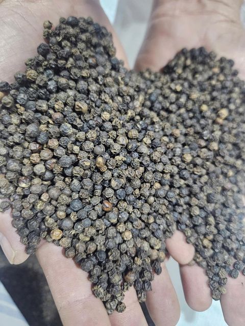 Bulk ALL GRADES BLACK PEPPER Pepper Wholesale High Quality 500 G/L 550 G/L Vietnam Origin - Image 4