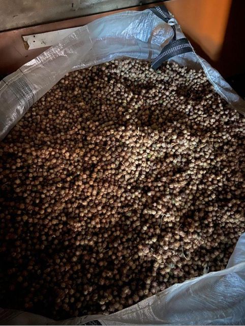 Castor Bean Cultivation Standards Iscc Standards And - Image 2