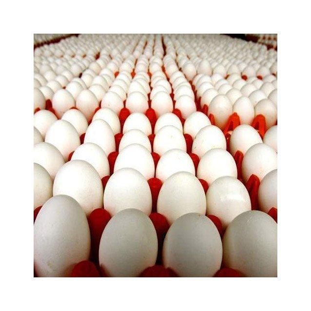 Fresh Organic White Chicken Eggs Competitive Price Wholesale Farm Fresh Chicken Table Eggs - Image 2