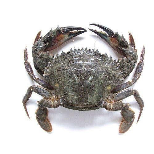Fresh Crabs High Quality Marine Product With Strong Meat Recovery Rate And Trusted Supply For Bulk Buyer Orders - Image 1