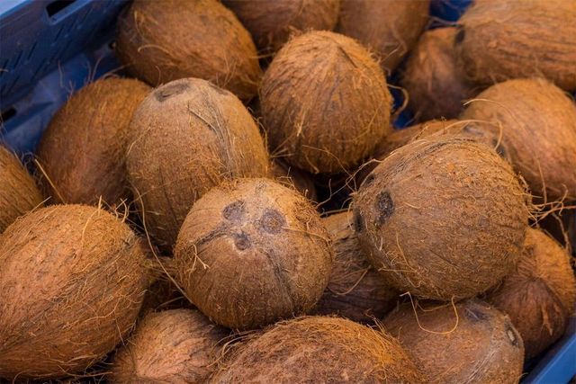 coconut with husked and Dehusked, Nariyal, Kelapa, Noix de Coco, Kokosnuss, Kalpavriksha, semi husked coconut - Image 5