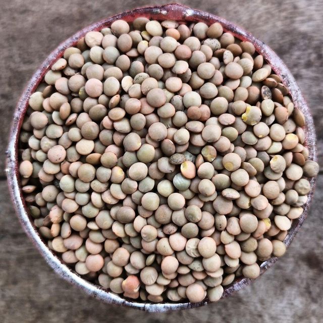 Organic Brown Lentils And Brown Lentils With Natural Nutrients High In Fiber And Essential Minerals For Wholesale Supply - Image 2