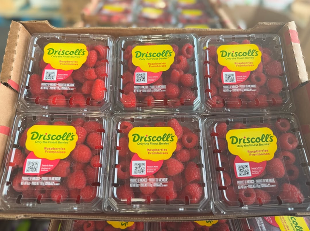 EXCEPTIONAL FRESHNESS RICH AROMA RASPBERRIES NATURALLY SWEET TART TASTE 170g FRESH BERRIES PACKS ON SALE - Image 3