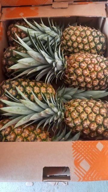 Fruits est legume - Image 3