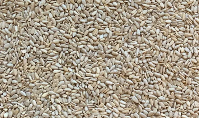Organic Sunflower Seeds in Bulk for Sale Top Quality Wholesale Sunflower Seeds in Stock Fast Delivery - Image 4