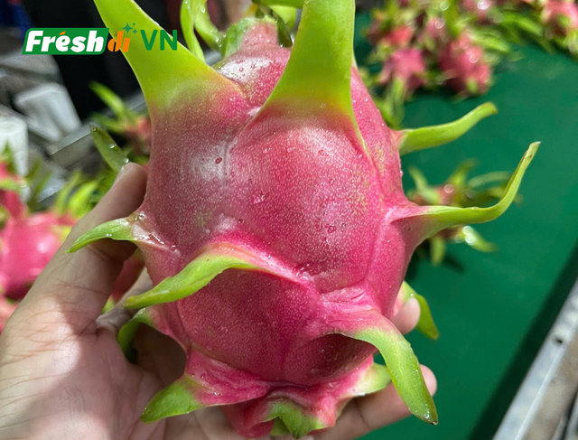 Fresh dragon fruit - Image 3