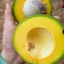 Fresh Avocado / Hass Avocado/Fuerte Avocado Fruit Grade AA Fat Content 26% Origin Thailand Texture Buttery Protein conte - Image 3