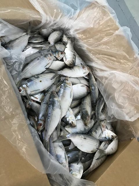 Sardine - Image 3