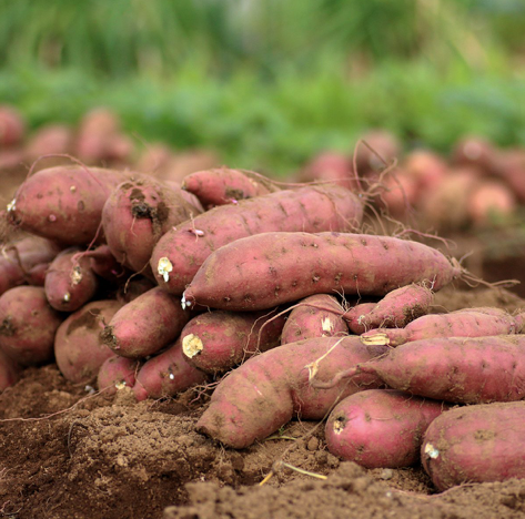 Fresh Sweet Potato - Image 3
