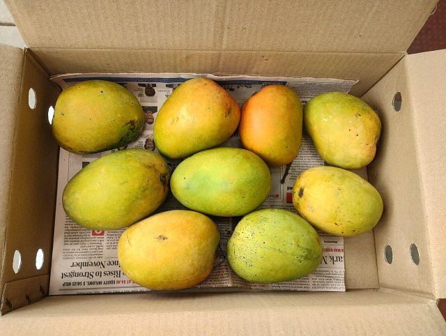High Quality Alphonso Organic Fresh Mangoes Texas Top Grade 20cm Size Wholesale Tropical Fruits Cheap Price - Image 3