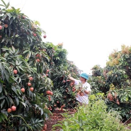 Fresh Lychee/Lichits Vietnam with high quality and VIETGAP certification for export fresh lichits fruit ready to ship EU , ASIA - Image 4