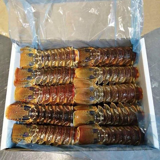 Frozen Fresh Lobsters Naturally Processed Seafood Offering 98% Whole Body Integrity And Superior Freshness - Image 3