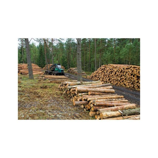 Bulk Timber wood available wholesale offers strong quality stock quick shipping service - Image 4