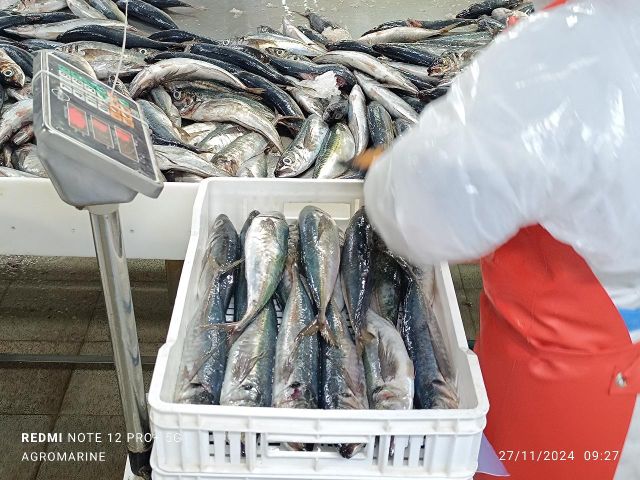 JACK MACKEREL Origin Chile Fao Code Fao 87 Species Trachurus Murphy Size Range 300-500 And 500-900 Packaging Block Per 10 Kgs. Sacks Or Box Per 20 - Image 2