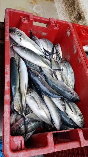 frozen black skipjack Flavor Rich Texture Firm Origin Thailand Shelf Life Long Grade AA, Premium Place of Origin THAILAN - Image 4