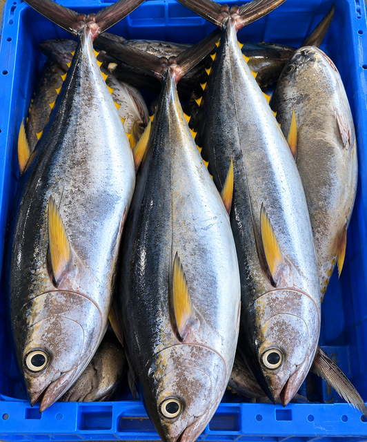 Fresh & Frozen Omani Seafood – Yellowfin Tuna, Kingfish, Mahi-Mahi, Squid & Shrimp - Image 1