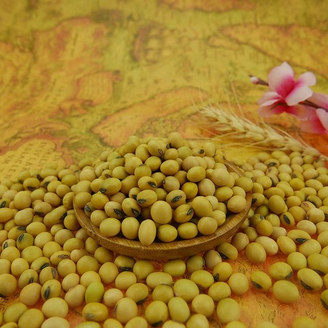 50kg Bag Sprouting and Food Grade Dry Yellow Soybean Seed Non Gmo Soybeans - Image 5