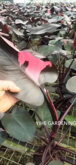 Philodendron Pink Princess Variegated Live Indoor Plants Origin China Feature Evergreen Model NO. PH50710 Properties Nature - Image 4