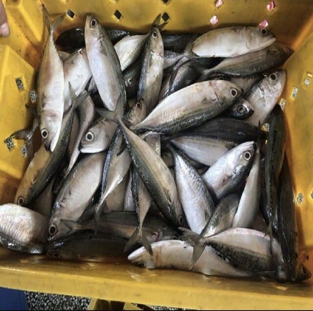 Frozen Horse Mackerel & Sardine Fish for Export - Image 3
