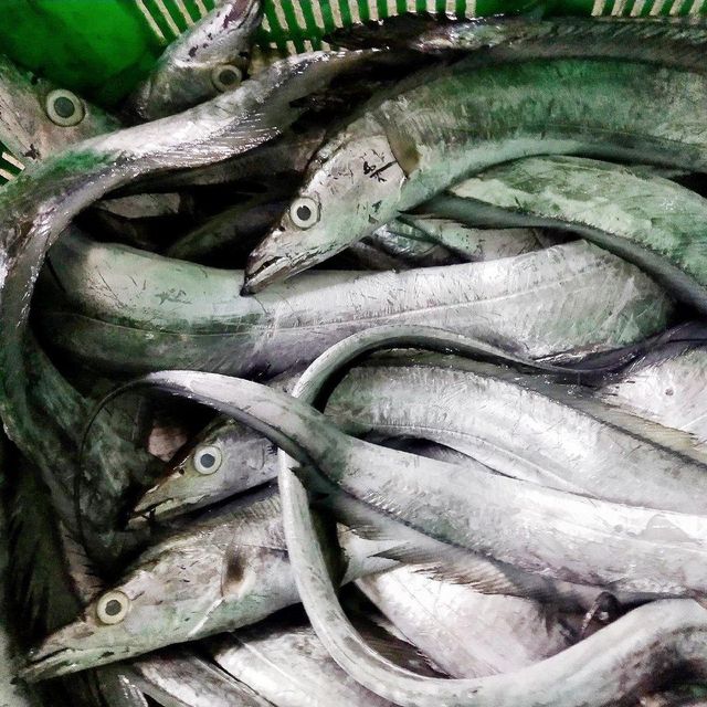 Frozen Ribbon Fish Wild Ocean Harvest Delivering Fresh Marine Character For Wholesale Seafood Purchasing - Image 3