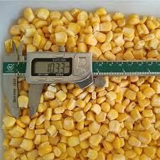 Fresh Frozen Corn for Consumption Brix 12 Up Worm Presence Free Origin South Africa Pesticide Residue Low Variety Super Sweet, 903 - Image 3