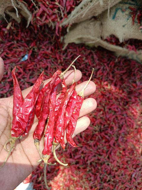 Premium Indian Dry Red Chillies – Whole, Sun-Dried, Export Quality, Food Grade, Various Sizes - Image 5