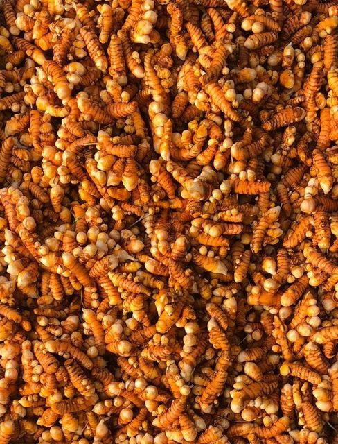 Turmeric - Image 1