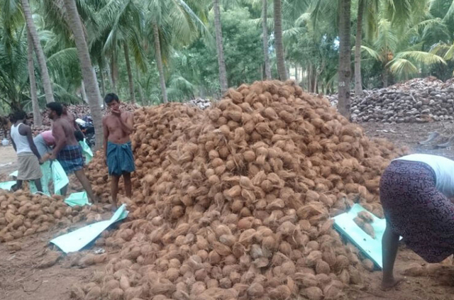 Semi Husk Coconut – product photo 4, product detail gallery