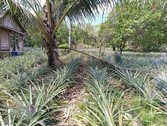 Fresh Pineapple Grade A-B Origin Indonesia Average Weight 2 – 3 Kg Per Fruit Supply Capacity 10–15 Tons Per Month Taste Naturally Sweet, Aromatic, Juicy - Image 3