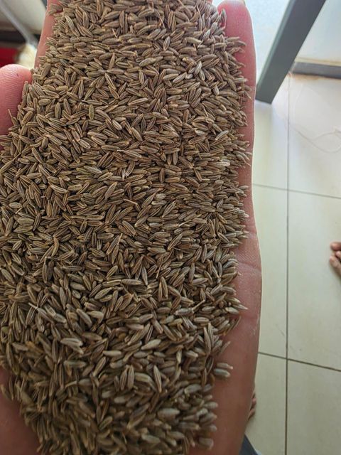 cumin seed – product photo 1, product detail gallery
